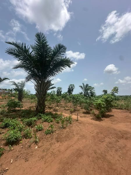 Grand Domaine Morcelé Avec Titre Foncier Global