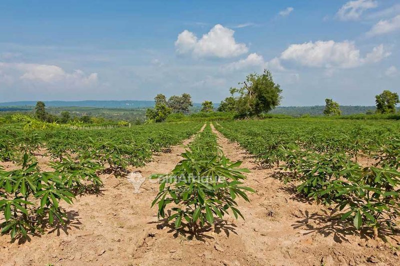 Terrain agricole 10000 m²