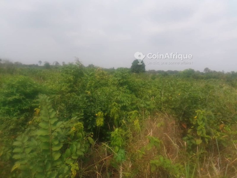 Domaine agricole d’un hectare avec TF