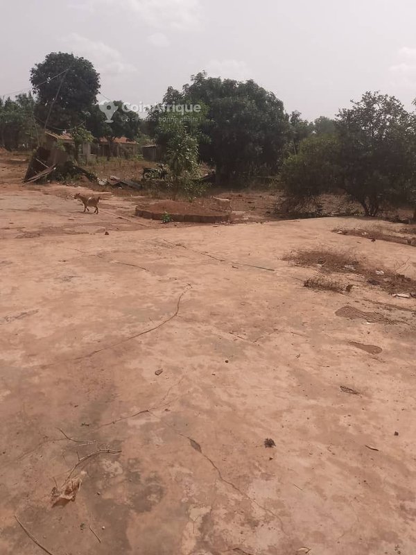 Terrain