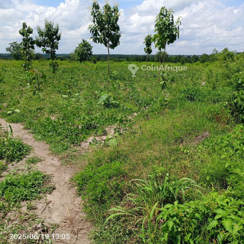 Terrain 250 ha