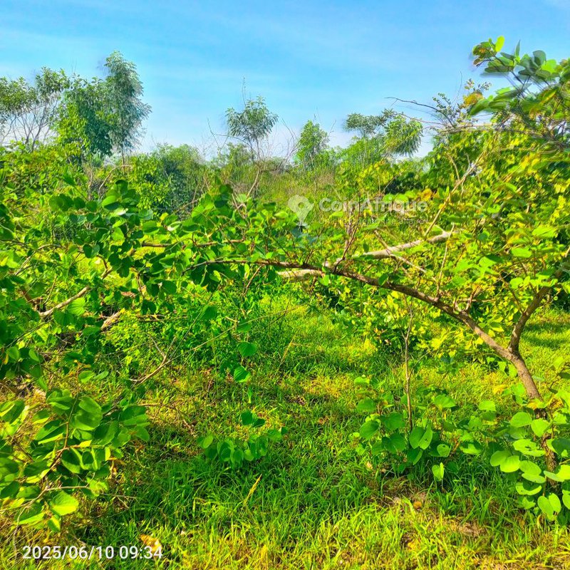 Terrain 250 ha