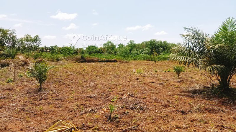 Terrain agricole