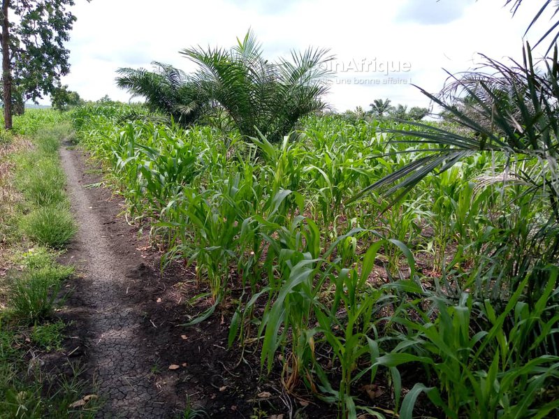 Terrain agricole 40000 m²