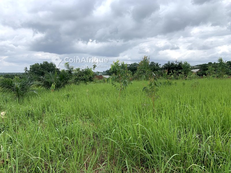 Terrain agricole