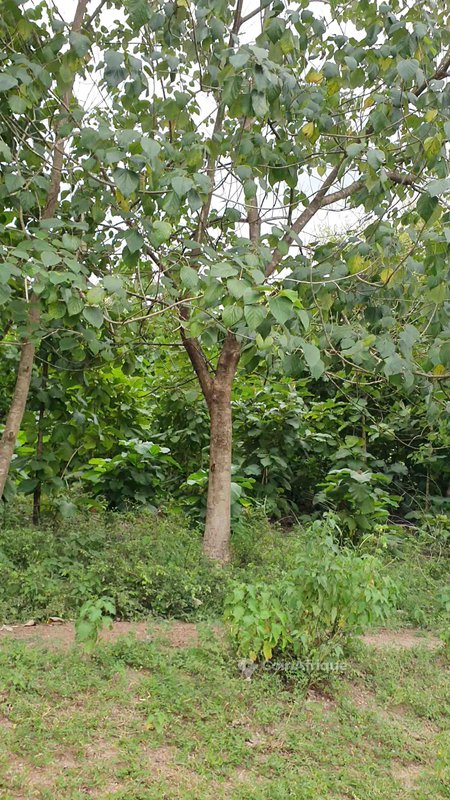 Terrains agricoles