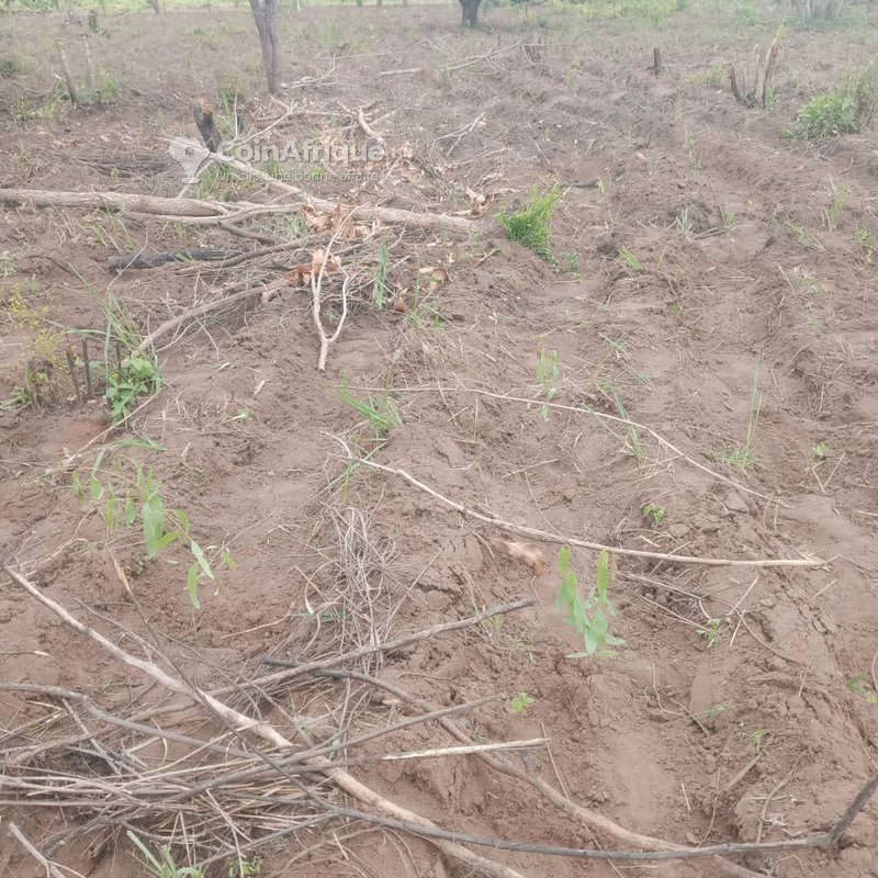 Terre agricole