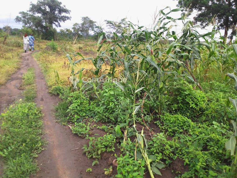 Terrain agricole