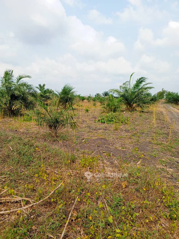 Terrain agricole 29 ha