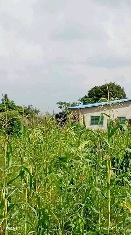 Terrain