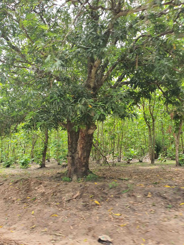 Terrains agricoles de 10 ha