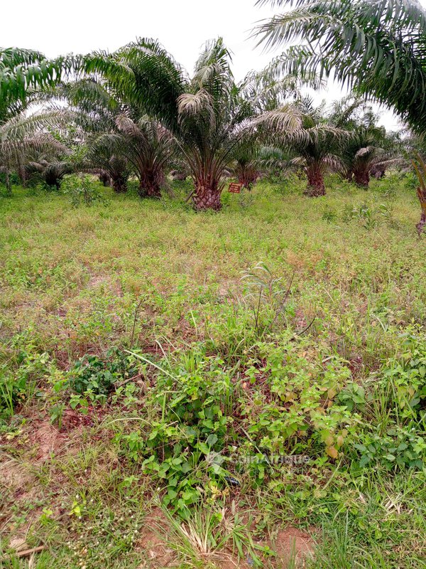 Terrain 350 m²